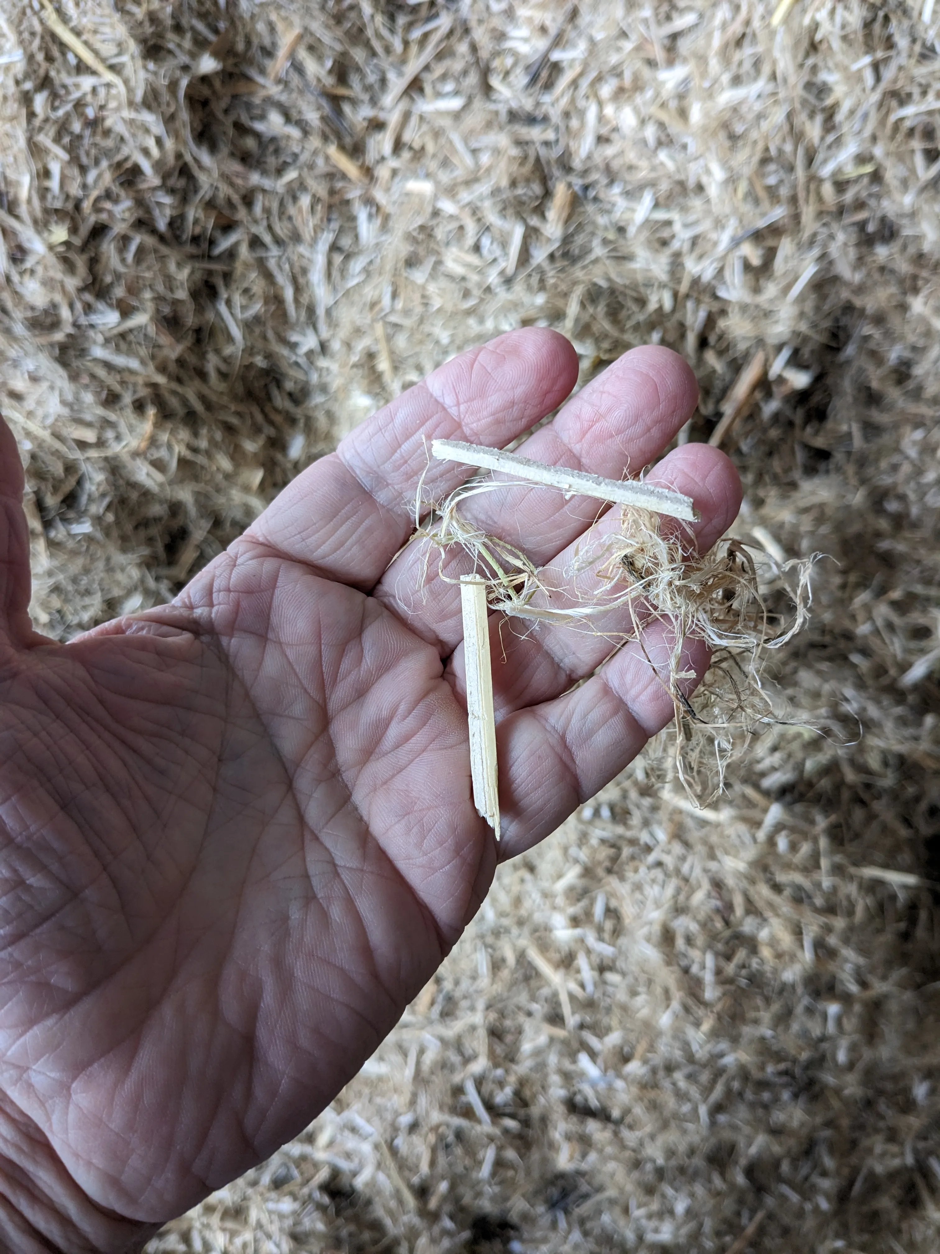 Close view of raw hemp material used before pulp processing